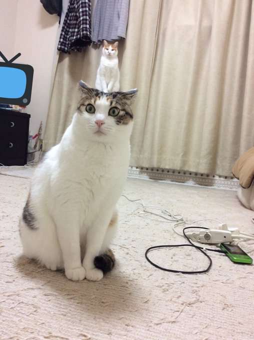 心霊写真風の猫画像ください