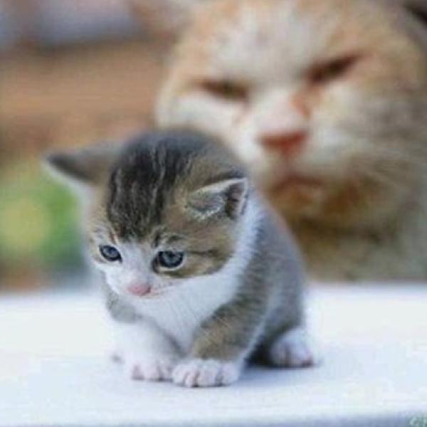 心霊写真風の猫画像ください