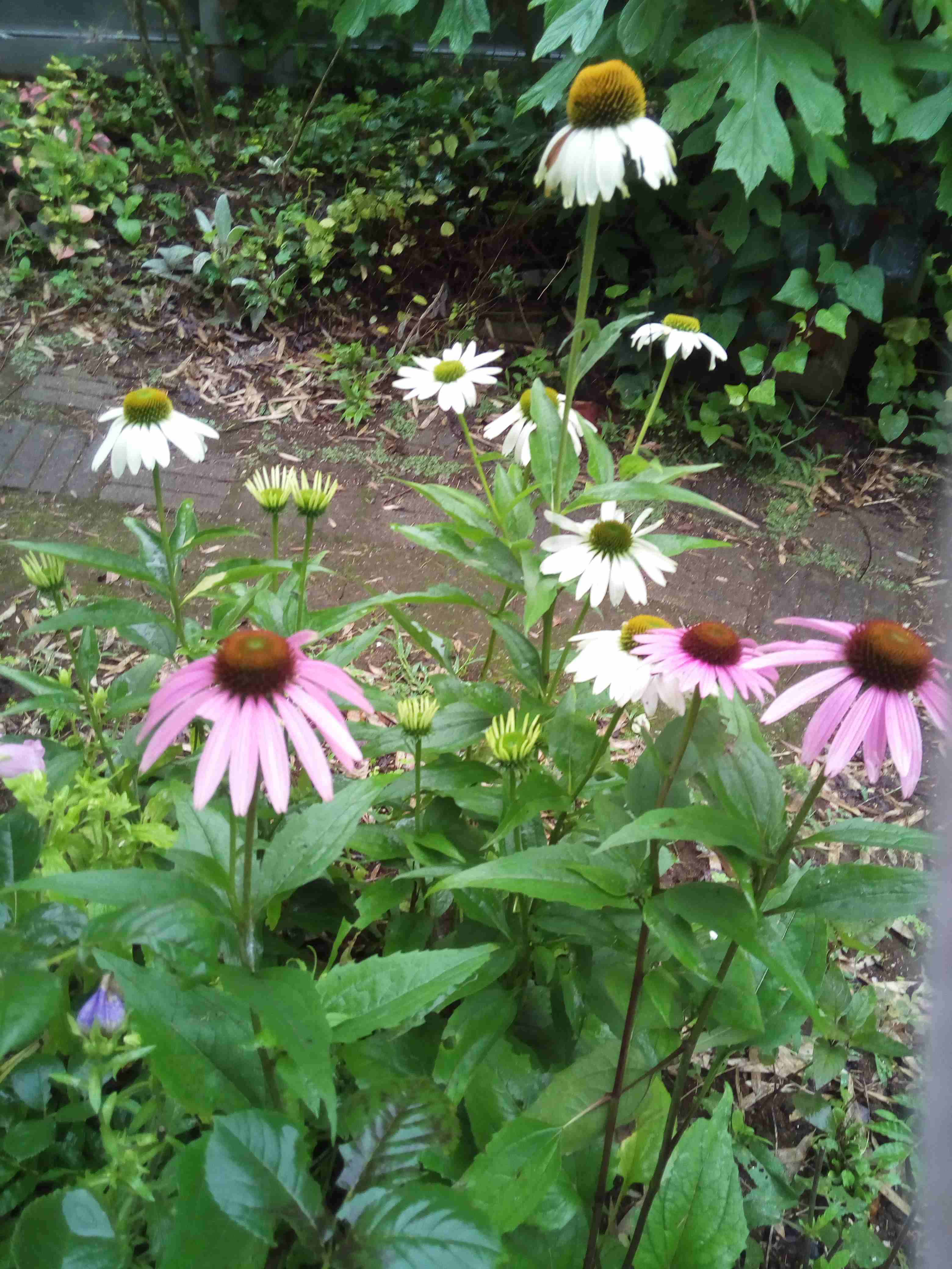 【7月】ガーデニングトピ🌻【家庭菜園可】