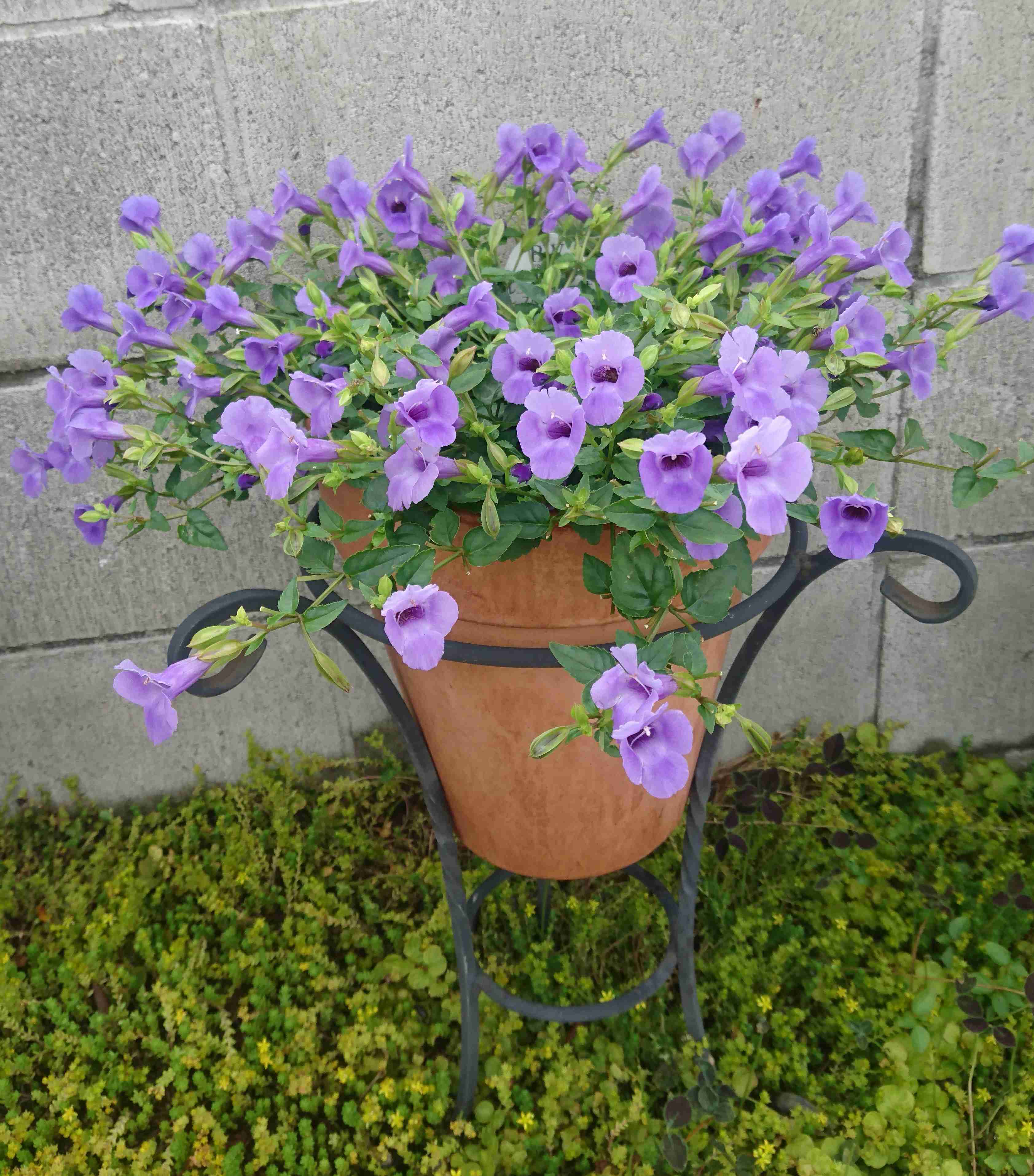 【7月】ガーデニングトピ🌻【家庭菜園可】