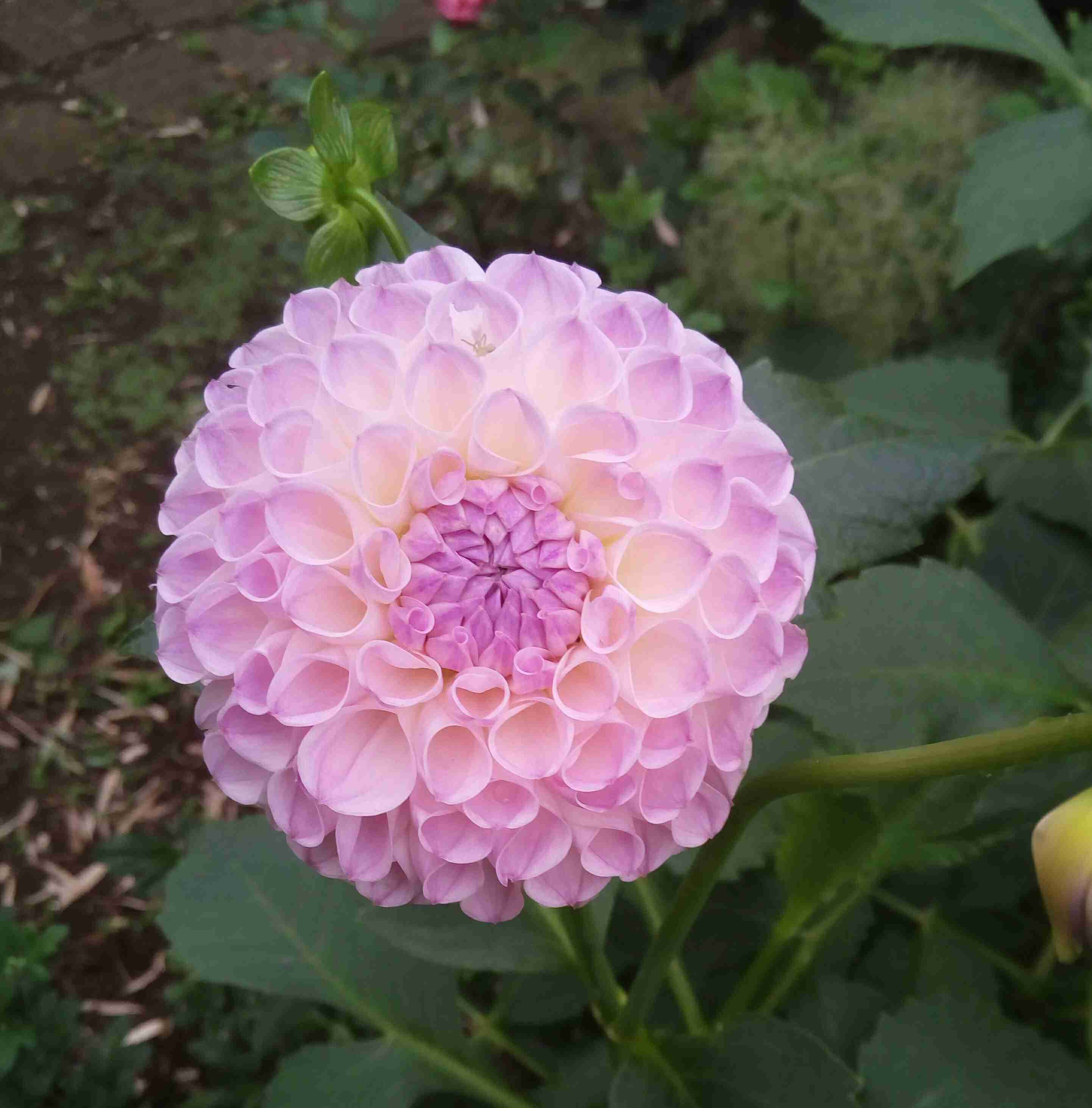 【7月】ガーデニングトピ🌻【家庭菜園可】