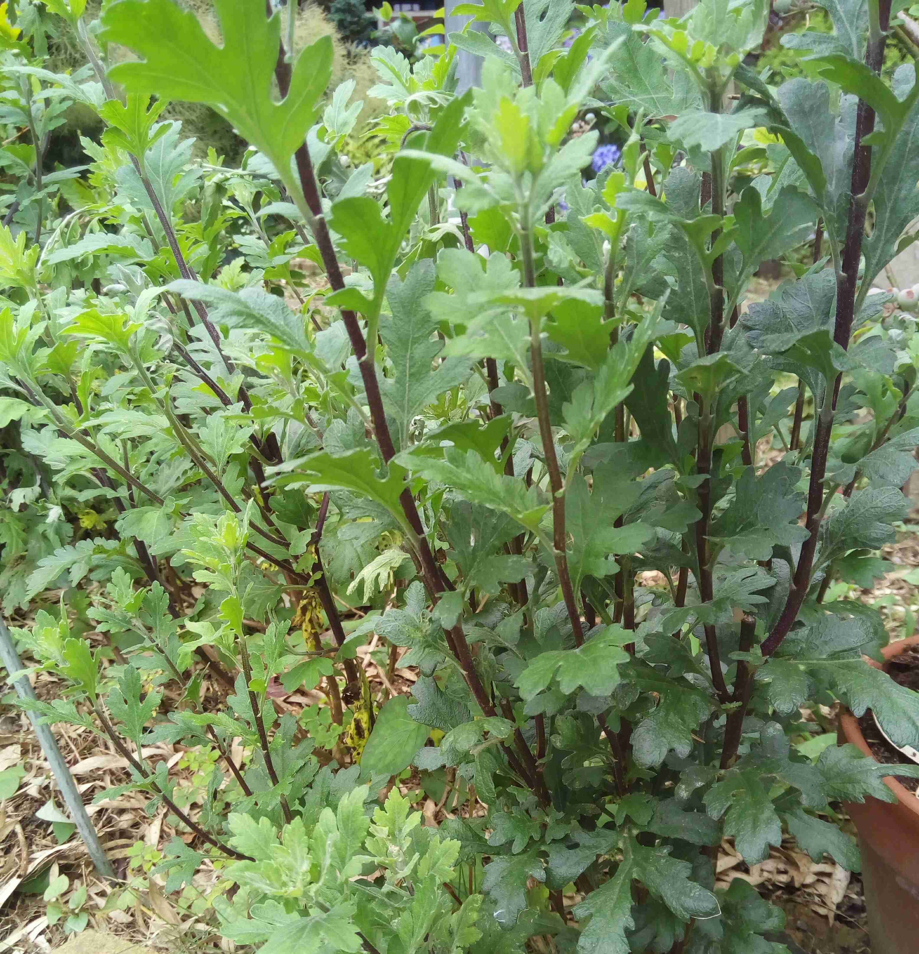 【7月】ガーデニングトピ🌻【家庭菜園可】