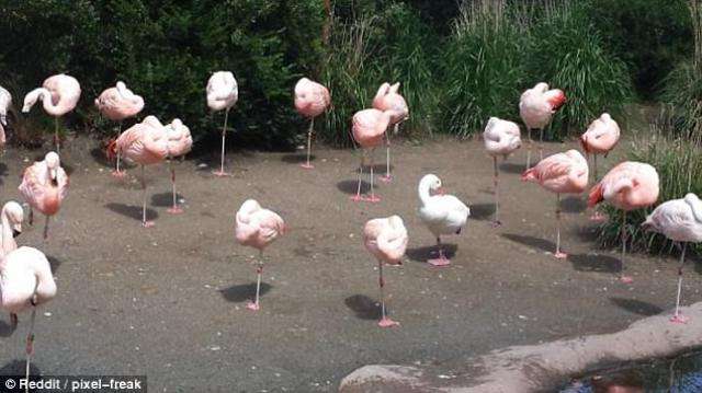 擬態してる動物を貼ろう。