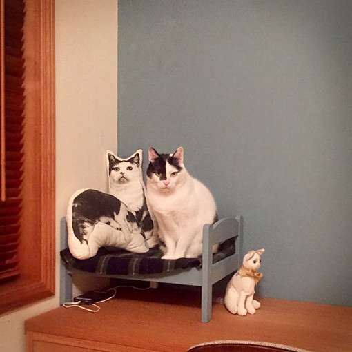 擬態してる動物を貼ろう。