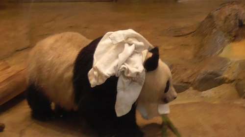 擬態してる動物を貼ろう。