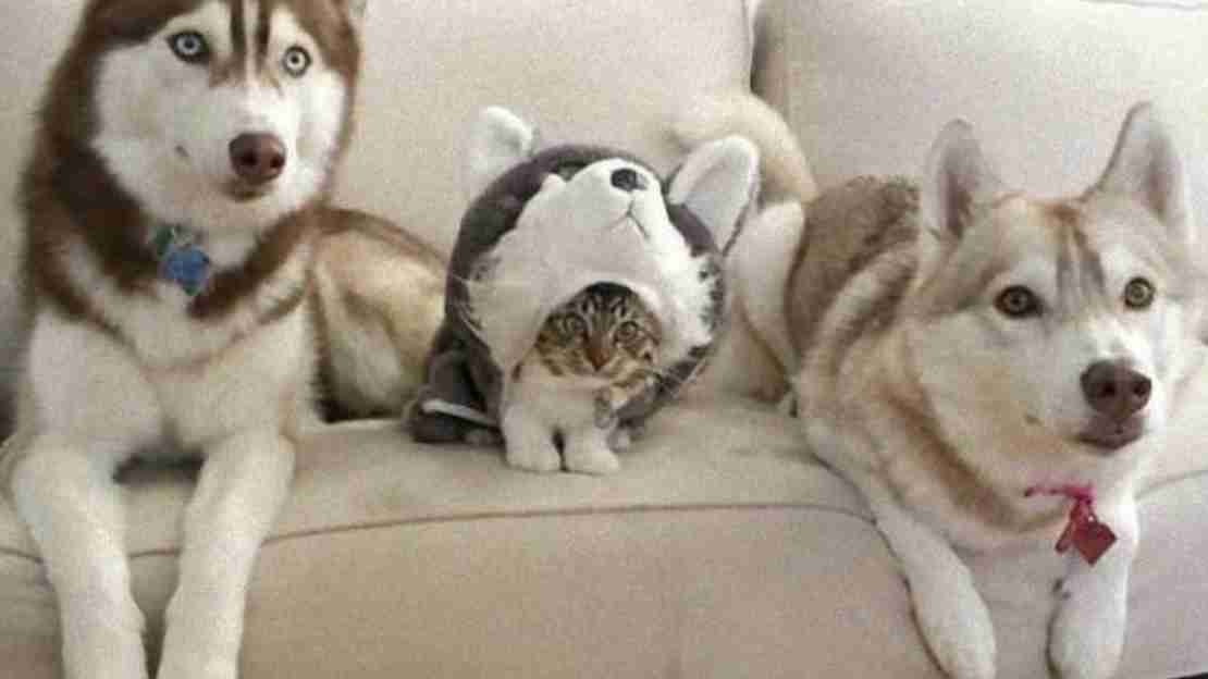 擬態してる動物を貼ろう。