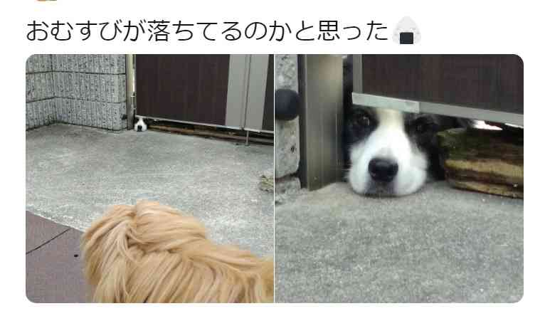 擬態してる動物を貼ろう。