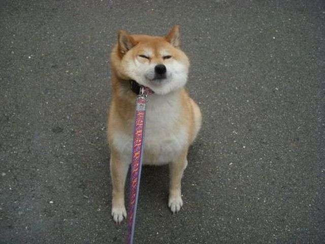 夏の犬の散歩 ガールズちゃんねる Girls Channel