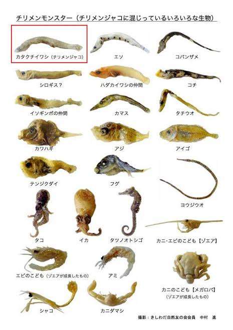 「釜揚げシラス」パックにフグの稚魚が混入