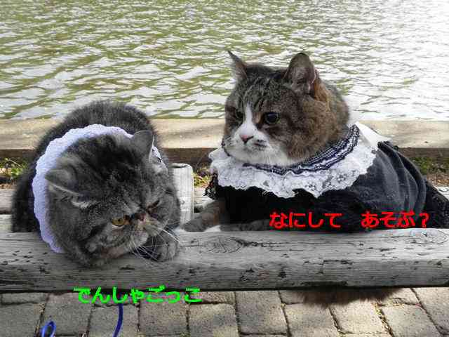 人間以外の動物でアイドルユニットを作ろう！