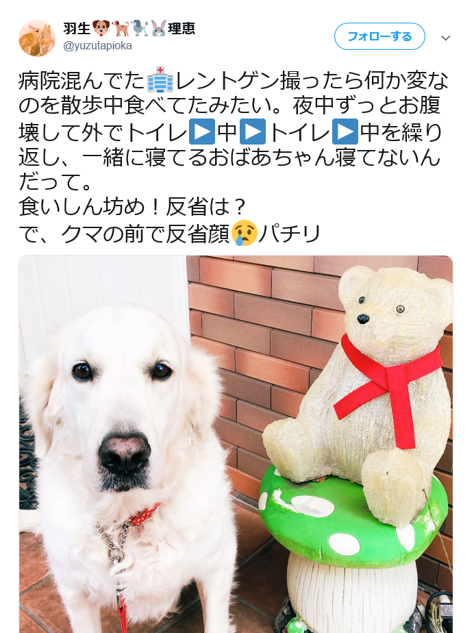 渡辺美奈代、体調の悪くなった愛犬への雑な対応に非難轟々「本当に信じられない！」