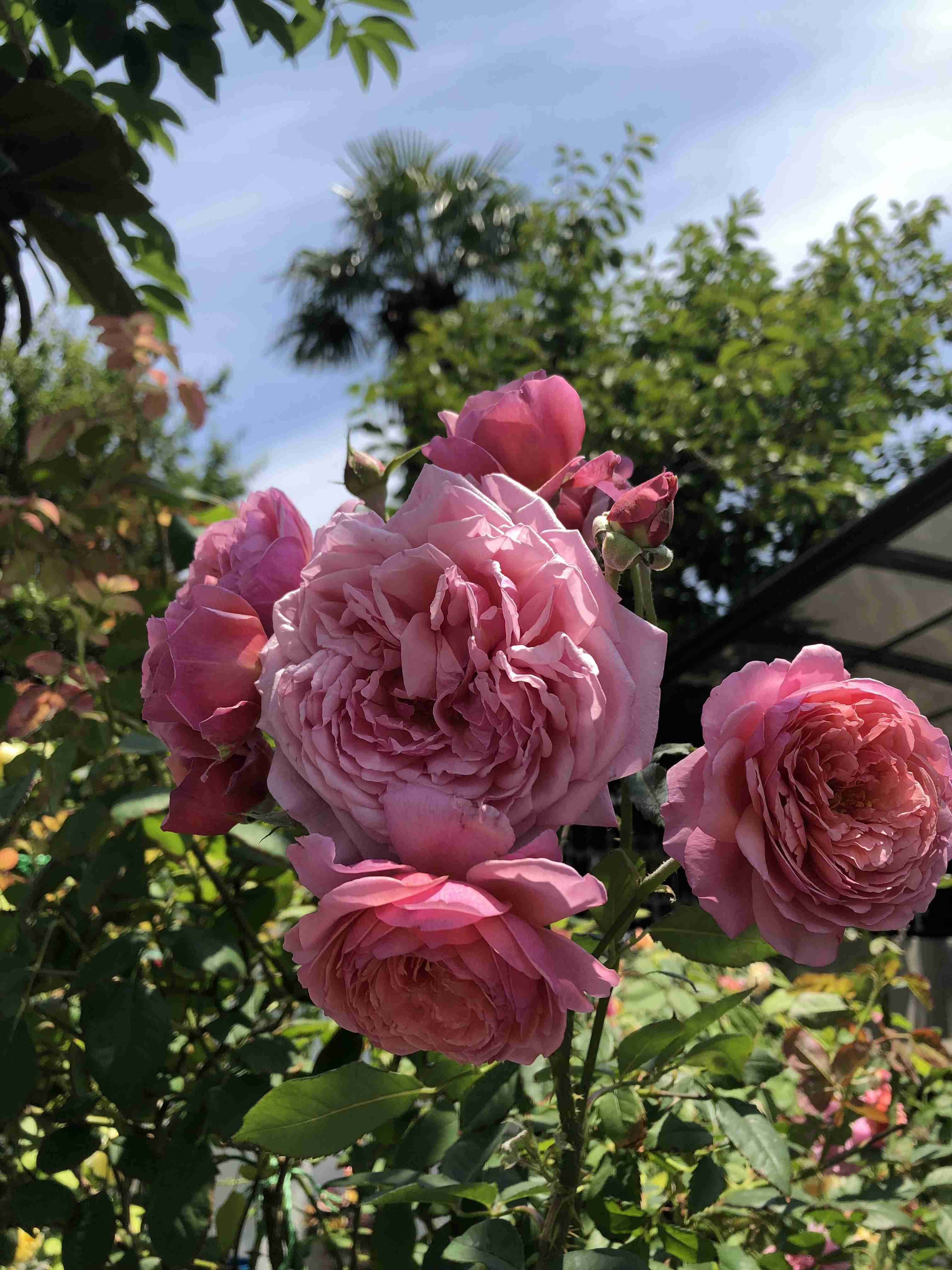 おうちにお花を飾りたい