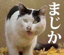 画像で「梅雨明けたー!」