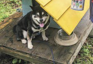 今は見なくなったものを挙げて懐かしむトピ