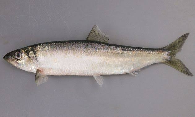 ミシン・裁縫どれくらいできますか？