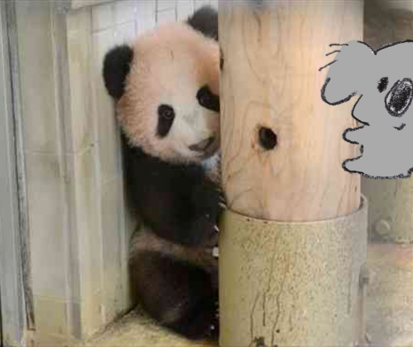 【画像コラージュ】コアラが○○に摑まってる！のトピ