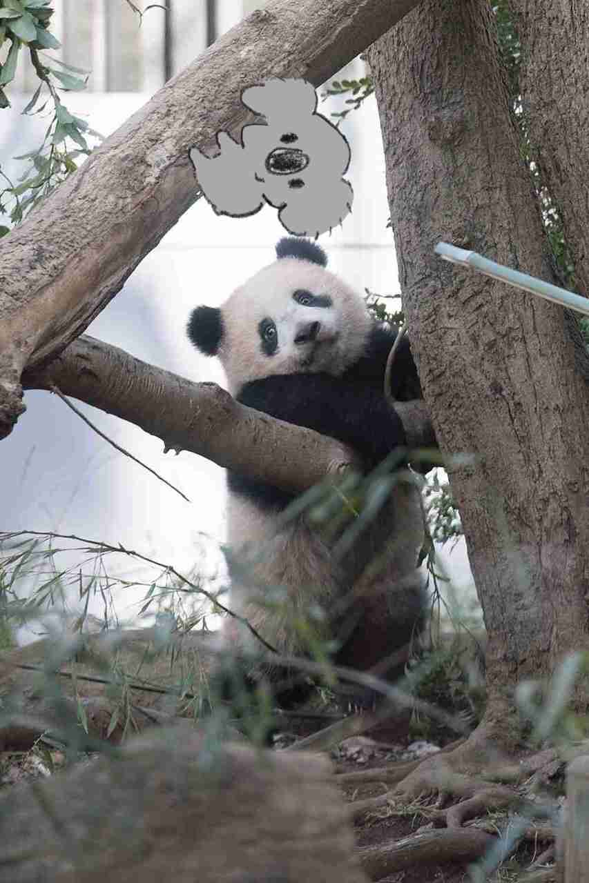 【画像コラージュ】コアラが○○に摑まってる！のトピ