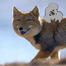 【画像コラージュ】コアラが○○に摑まってる！のトピ