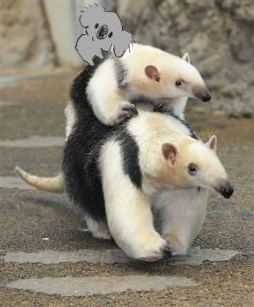 【画像コラージュ】コアラが○○に摑まってる！のトピ