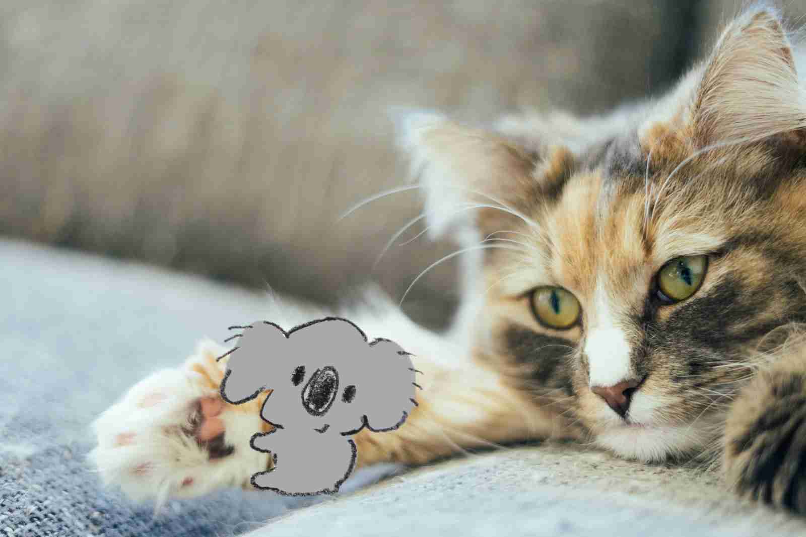 【画像コラージュ】コアラが○○に摑まってる！のトピ