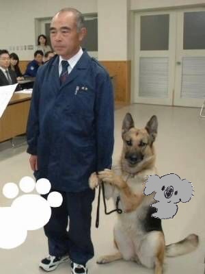 【画像コラージュ】コアラが○○に摑まってる！のトピ