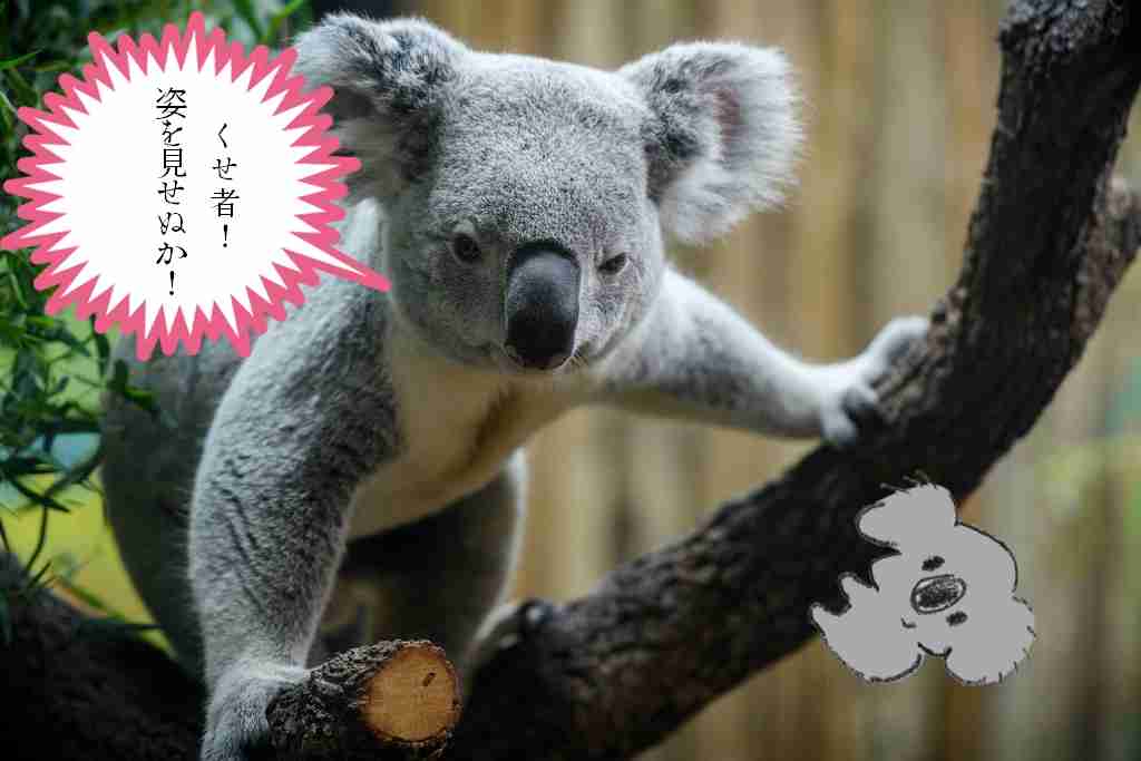 【画像コラージュ】コアラが○○に摑まってる！のトピ