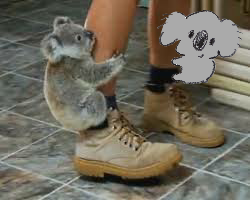 【画像コラージュ】コアラが○○に摑まってる！のトピ
