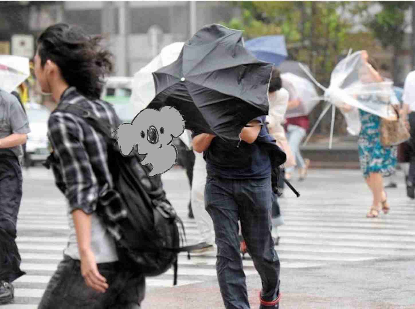 【画像コラージュ】コアラが○○に摑まってる！のトピ