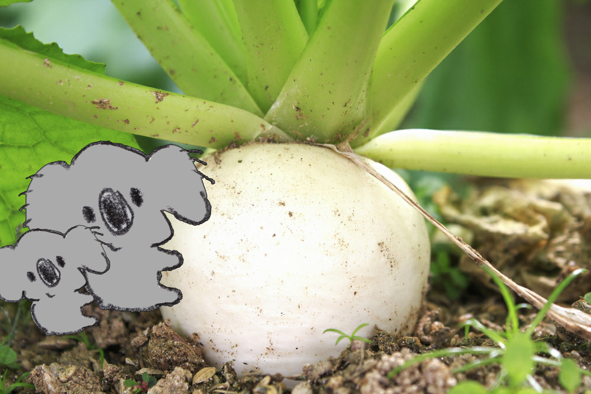 【画像コラージュ】コアラが○○に摑まってる！のトピ