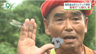 【画像コラージュ】コアラが○○に摑まってる！のトピ