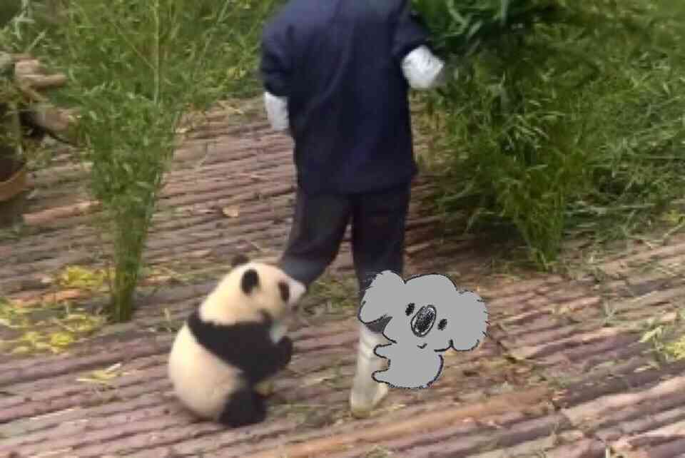 【画像コラージュ】コアラが○○に摑まってる！のトピ