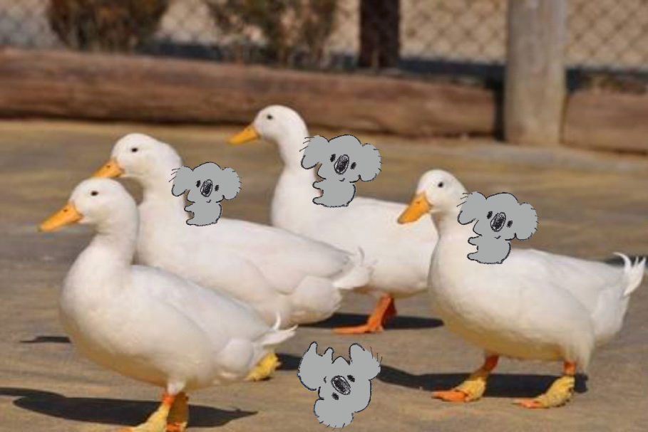 【画像コラージュ】コアラが○○に摑まってる！のトピ