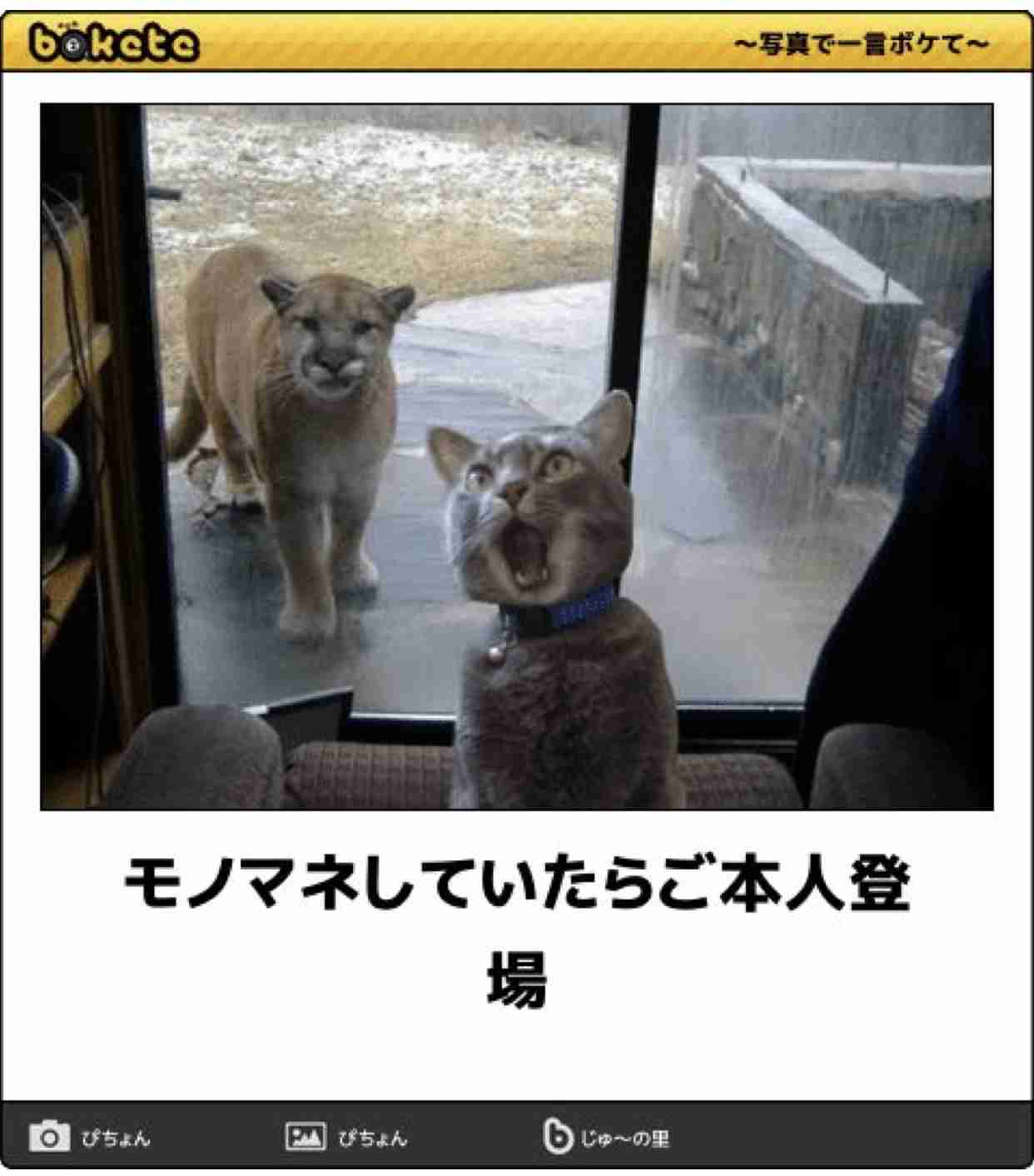 【bokete】ボケてで1000コメ以上目指そう!
