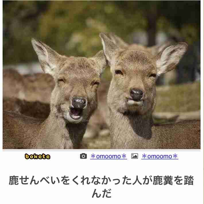 【bokete】ボケてで1000コメ以上目指そう!