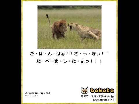 【bokete】ボケてで1000コメ以上目指そう!