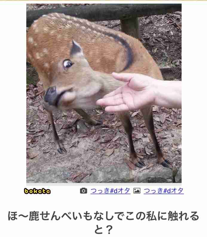 【bokete】ボケてで1000コメ以上目指そう!