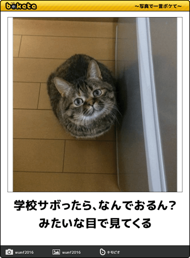 【bokete】ボケてで1000コメ以上目指そう!