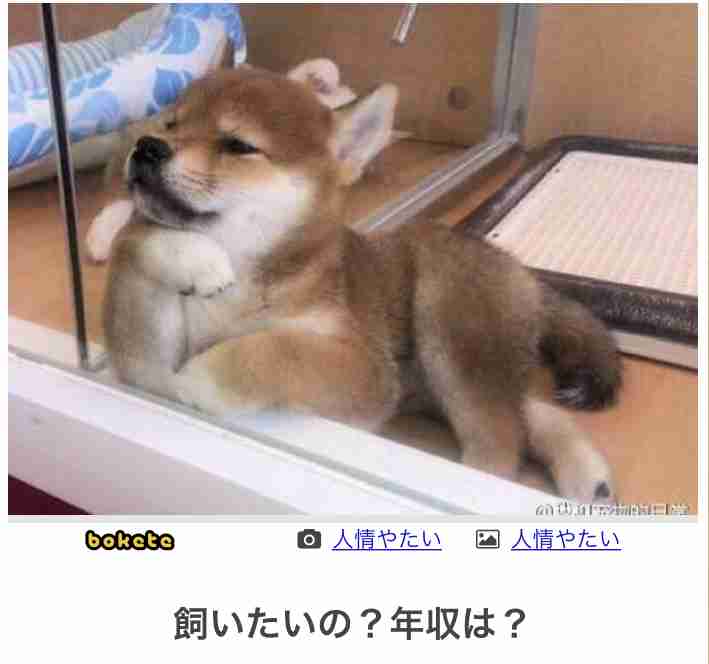 【bokete】ボケてで1000コメ以上目指そう!