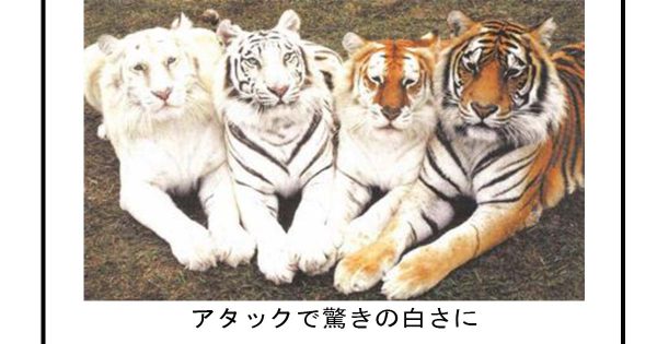 【bokete】ボケてで1000コメ以上目指そう!