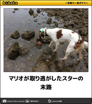 【bokete】ボケてで1000コメ以上目指そう!