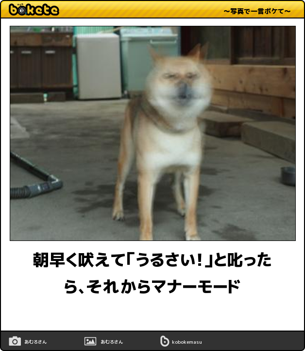 【bokete】ボケてで1000コメ以上目指そう!