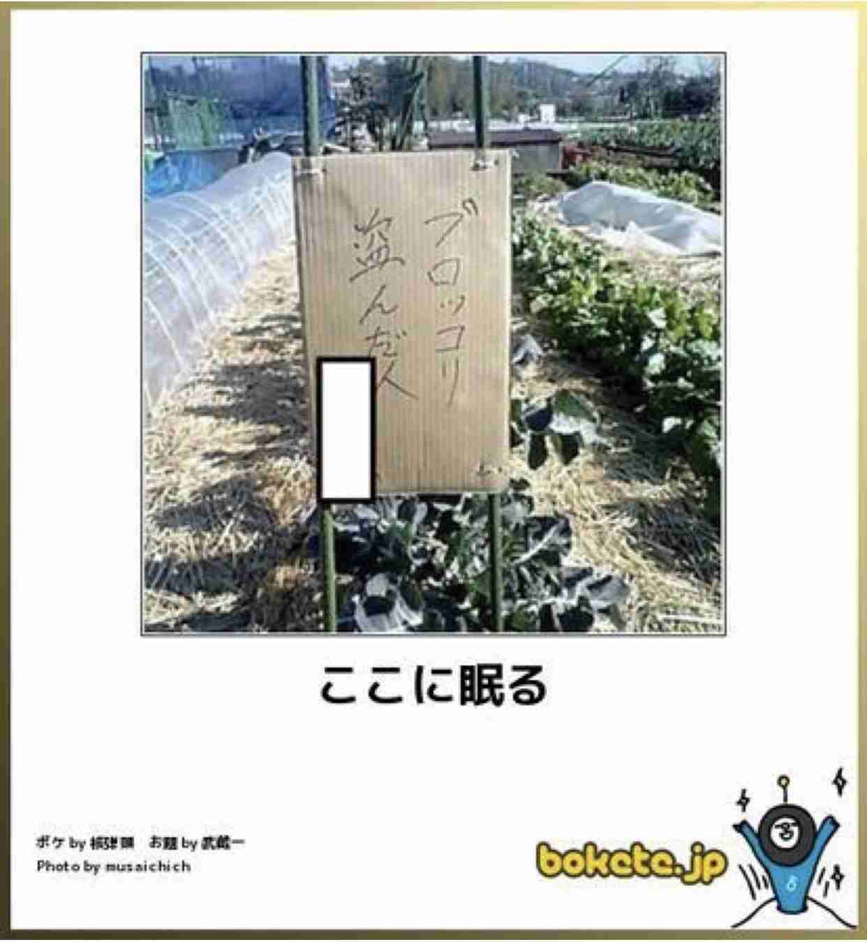 【bokete】ボケてで1000コメ以上目指そう!