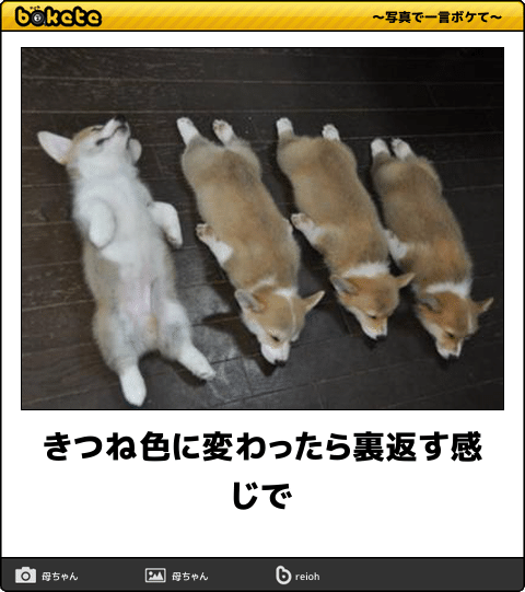 【bokete】ボケてで1000コメ以上目指そう!