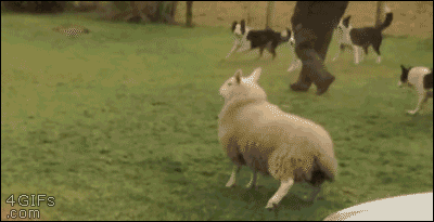 【bokete】ボケてで1000コメ以上目指そう!