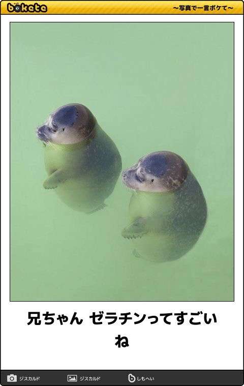 【bokete】ボケてで1000コメ以上目指そう!
