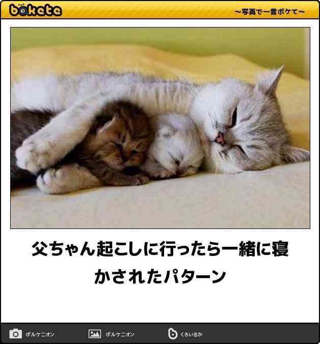 【bokete】ボケてで1000コメ以上目指そう!