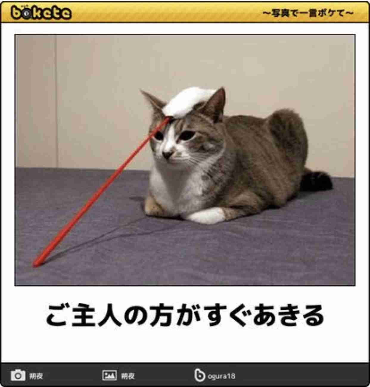 【bokete】ボケてで1000コメ以上目指そう!