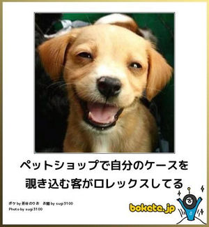 【bokete】ボケてで1000コメ以上目指そう!