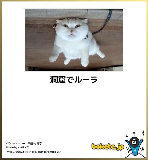【bokete】ボケてで1000コメ以上目指そう!