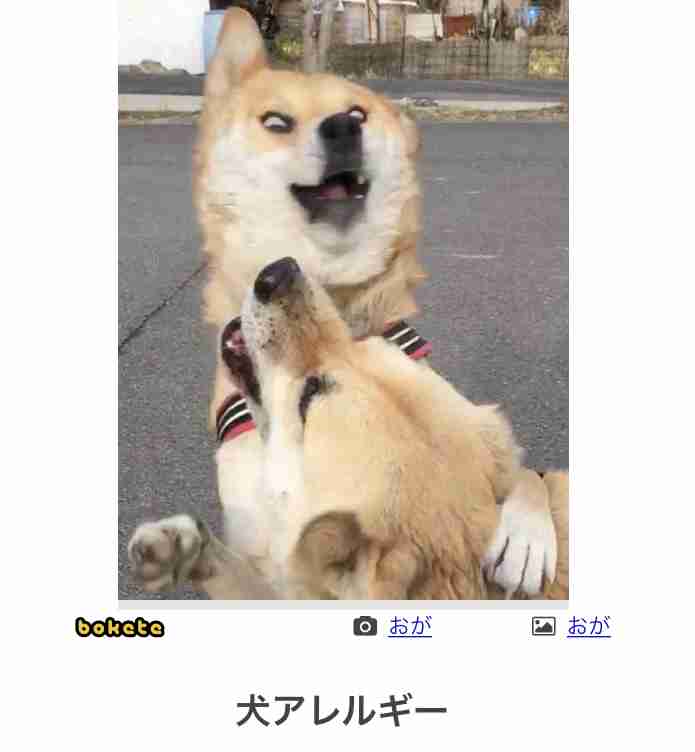 【bokete】ボケてで1000コメ以上目指そう!